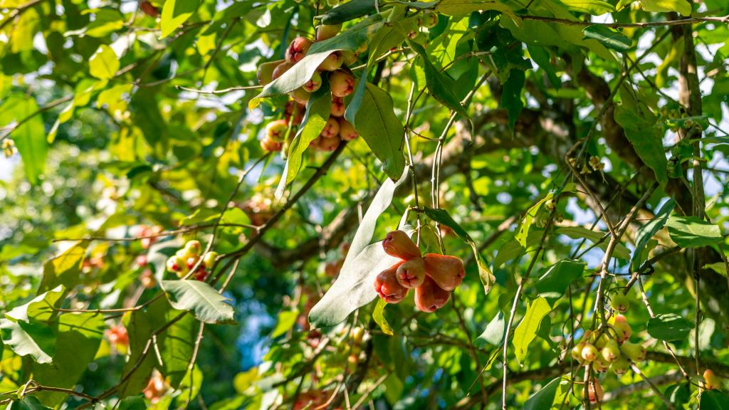 Photo 9: Belle Montagne Holiday - Mahé (Seychelles)