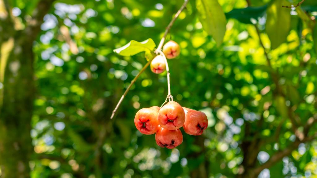 Photo 10: Belle Montagne Holiday - Mahé (Seychelles)