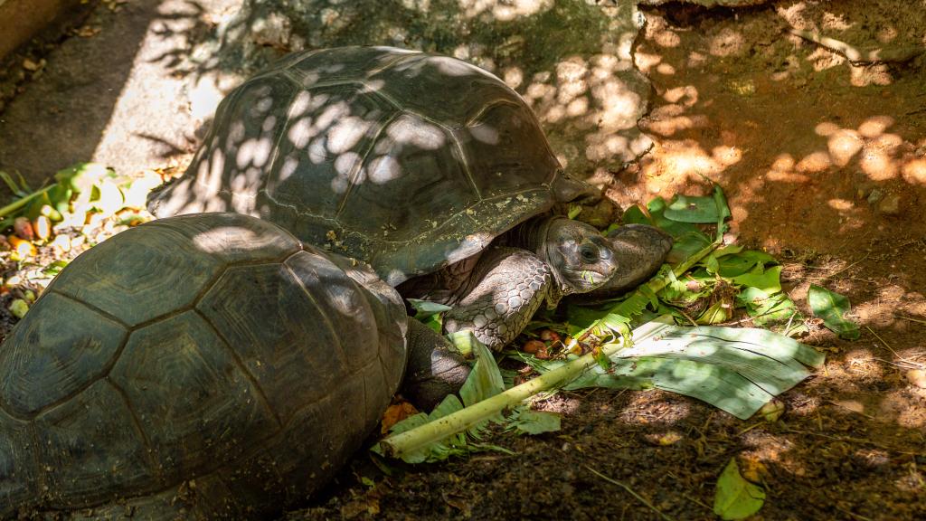 Photo 8: Belle Montagne Holiday - Mahé (Seychelles)