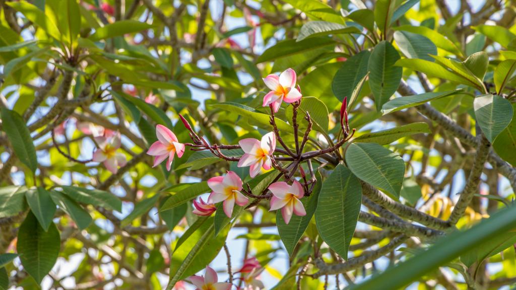 Foto 133: Lemongrass Lodge - Mahé (Seychellen)