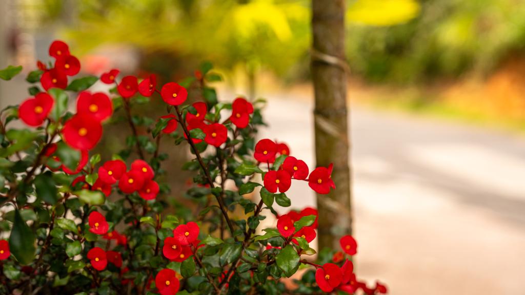 Photo 29: Sunset View Self Catering - Mahé (Seychelles)