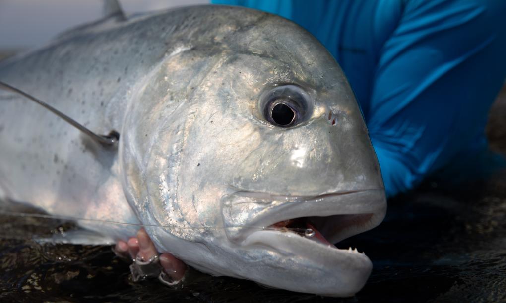 Cosmoledo Eco Camp - Eco Pod Fishing Package