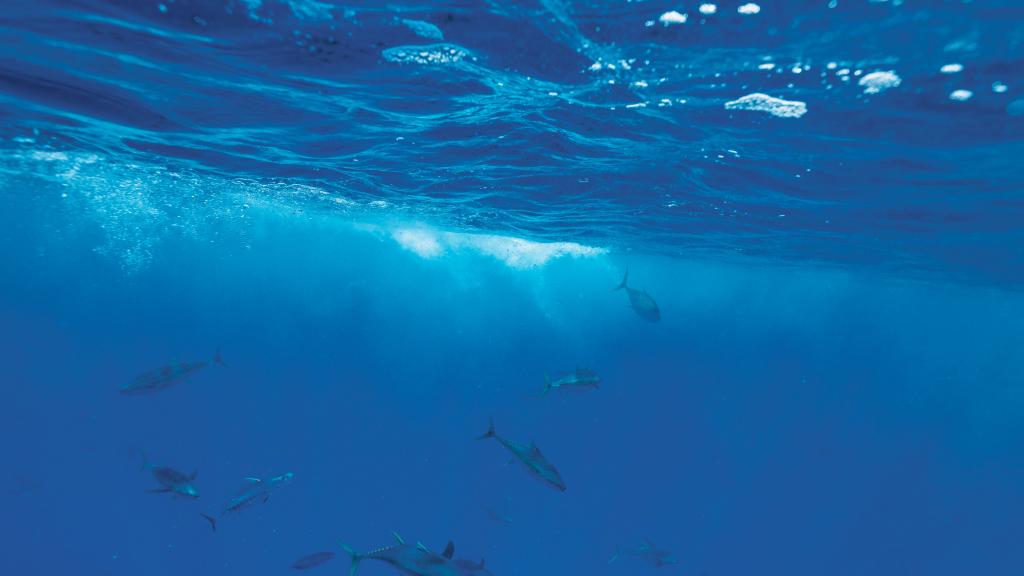 Photo 64: Cosmoledo Eco Camp - Cosmoledo (Seychelles)