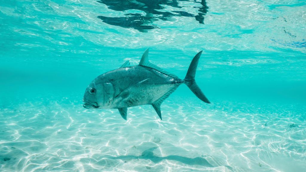 Photo 66: Cosmoledo Eco Camp - Cosmoledo (Seychelles)