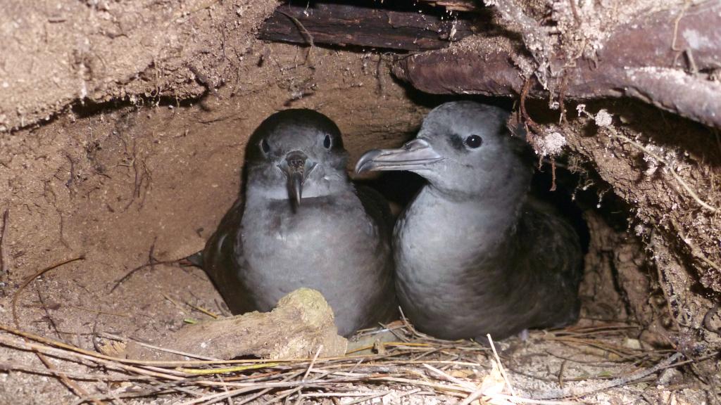 Photo 69: Cosmoledo Eco Camp - Cosmoledo (Seychelles)