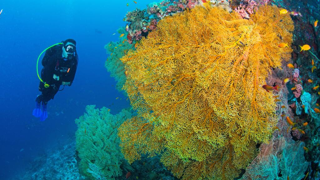 Photo 28: Cosmoledo Eco Camp - Cosmoledo (Seychelles)