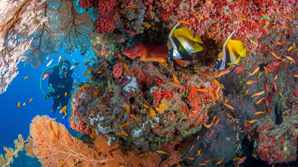 Photo 27: Cosmoledo Eco Camp - Cosmoledo (Seychelles)