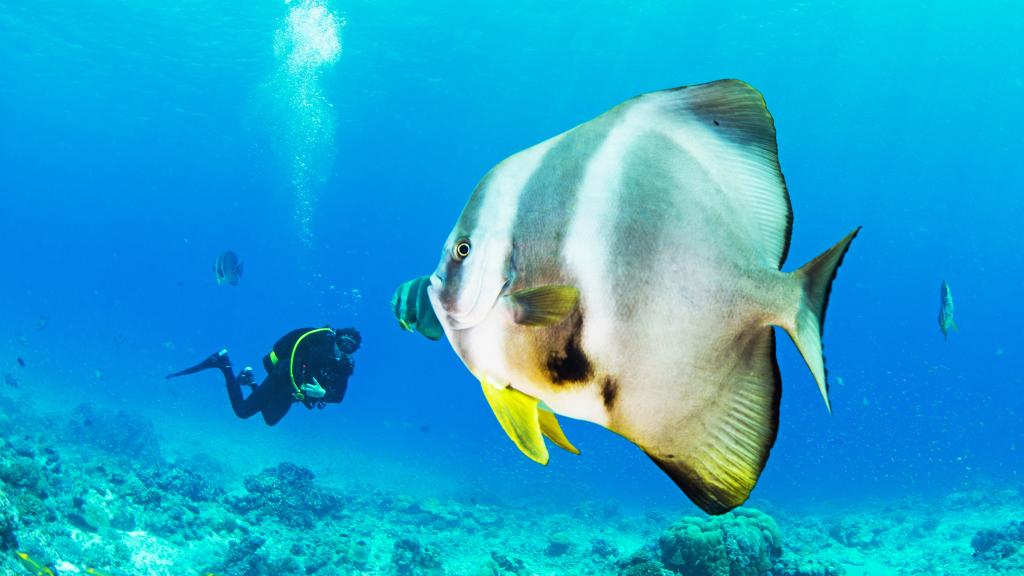 Photo 29: Cosmoledo Eco Camp - Cosmoledo (Seychelles)