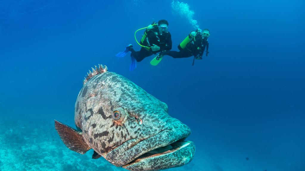 Photo 32: Cosmoledo Eco Camp - Cosmoledo (Seychelles)