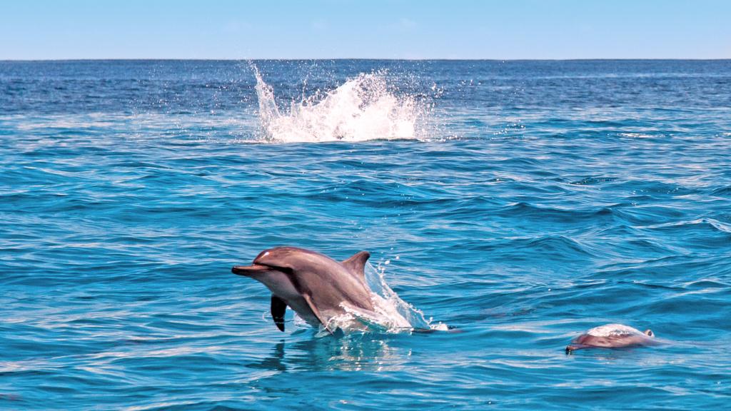 Photo 70: Cosmoledo Eco Camp - Cosmoledo (Seychelles)