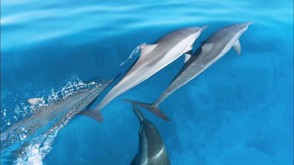 Photo 71: Cosmoledo Eco Camp - Cosmoledo (Seychelles)