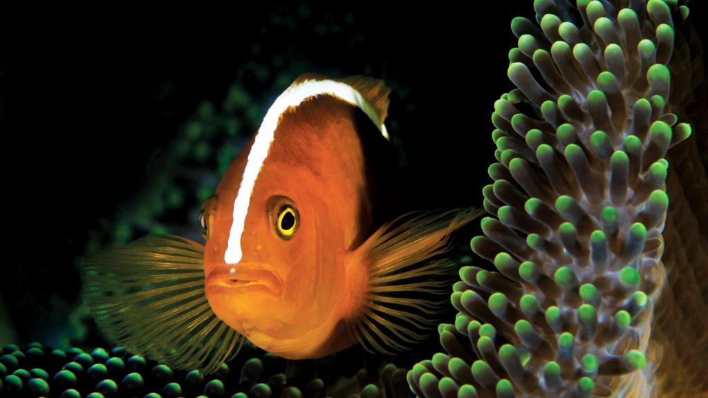 Photo 74: Cosmoledo Eco Camp - Cosmoledo (Seychelles)