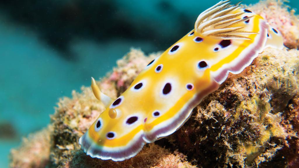 Photo 75: Cosmoledo Eco Camp - Cosmoledo (Seychelles)