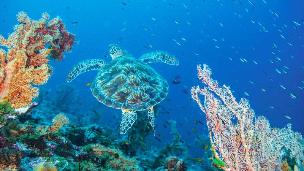 Photo 76: Cosmoledo Eco Camp - Cosmoledo (Seychelles)