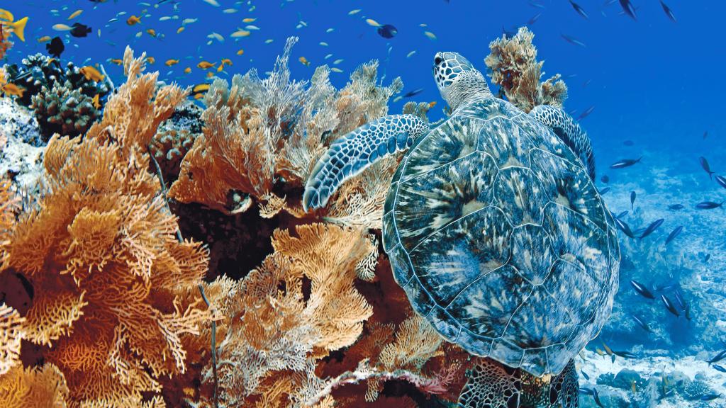 Photo 77: Cosmoledo Eco Camp - Cosmoledo (Seychelles)