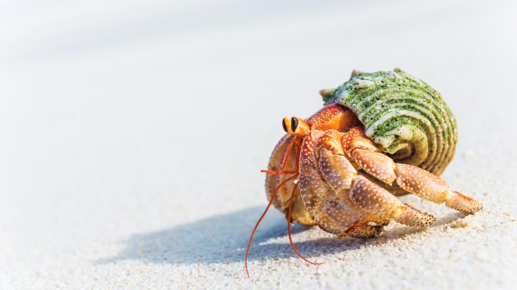 Photo 79: Cosmoledo Eco Camp - Cosmoledo (Seychelles)