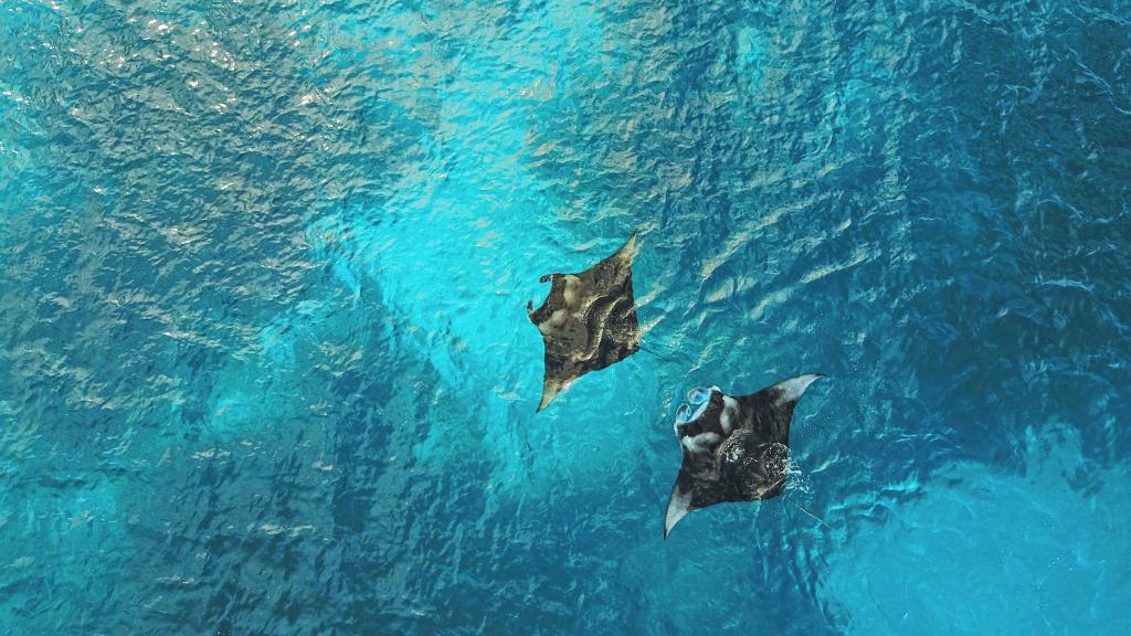 Photo 80: Cosmoledo Eco Camp - Cosmoledo (Seychelles)