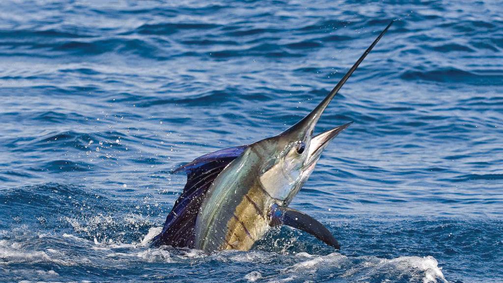 Photo 81: Cosmoledo Eco Camp - Cosmoledo (Seychelles)