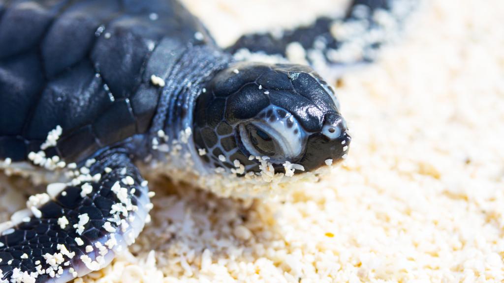 Photo 82: Cosmoledo Eco Camp - Cosmoledo (Seychelles)