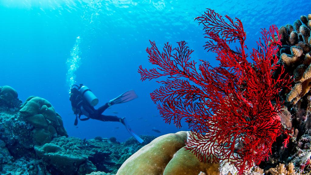 Photo 52: Cosmoledo Eco Camp - Cosmoledo (Seychelles)