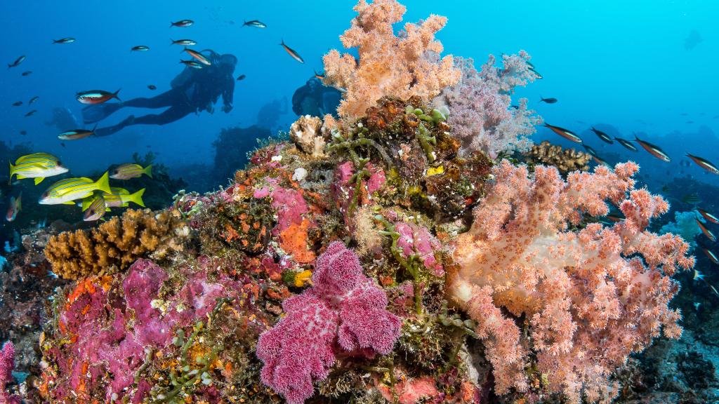 Photo 54: Cosmoledo Eco Camp - Cosmoledo (Seychelles)