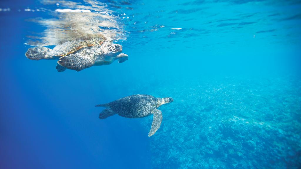 Photo 85: Cosmoledo Eco Camp - Cosmoledo (Seychelles)