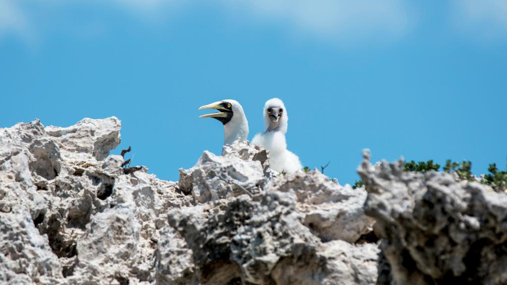 Foto 91: Cosmoledo Eco Camp - Cosmoledo (Seychelles)