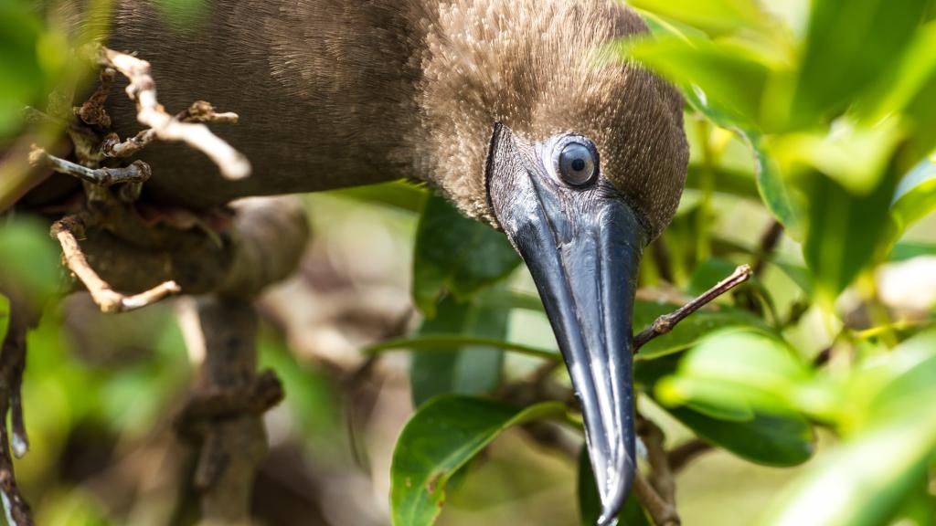 Foto 92: Cosmoledo Eco Camp - Cosmoledo (Seychelles)