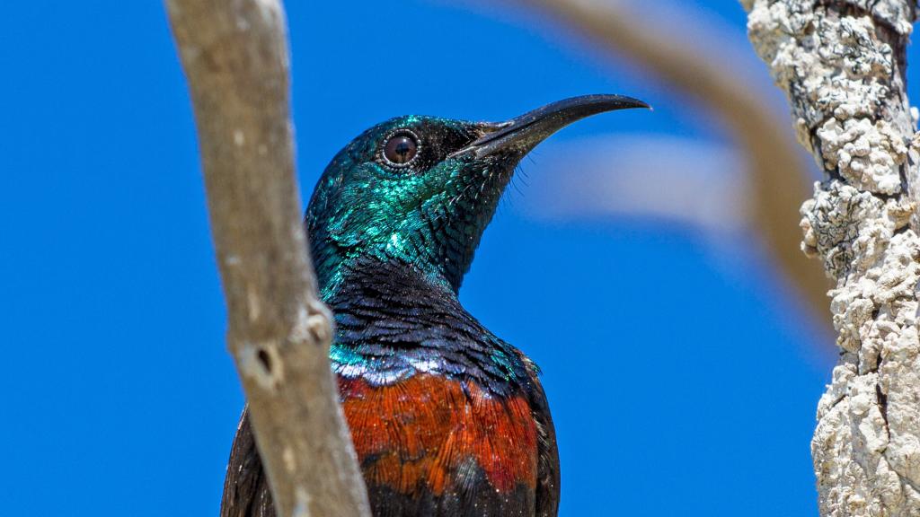 Foto 95: Cosmoledo Eco Camp - Cosmoledo (Seychellen)