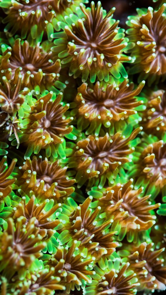 Photo 72: Cosmoledo Eco Camp - Cosmoledo (Seychelles)