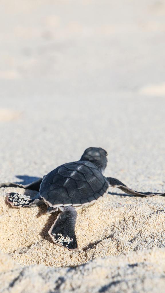 Photo 83: Cosmoledo Eco Camp - Cosmoledo (Seychelles)
