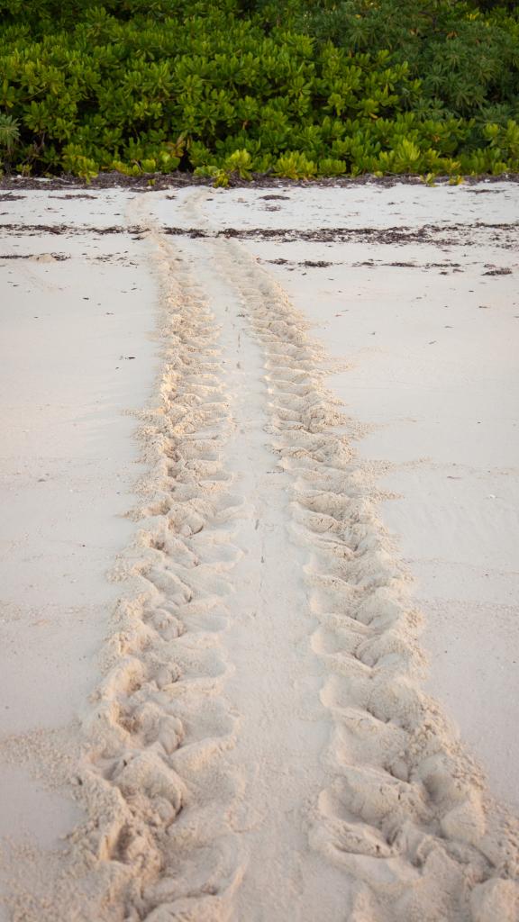 Photo 84: Cosmoledo Eco Camp - Cosmoledo (Seychelles)