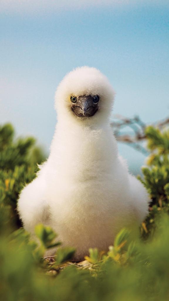Photo 90: Cosmoledo Eco Camp - Cosmoledo (Seychelles)