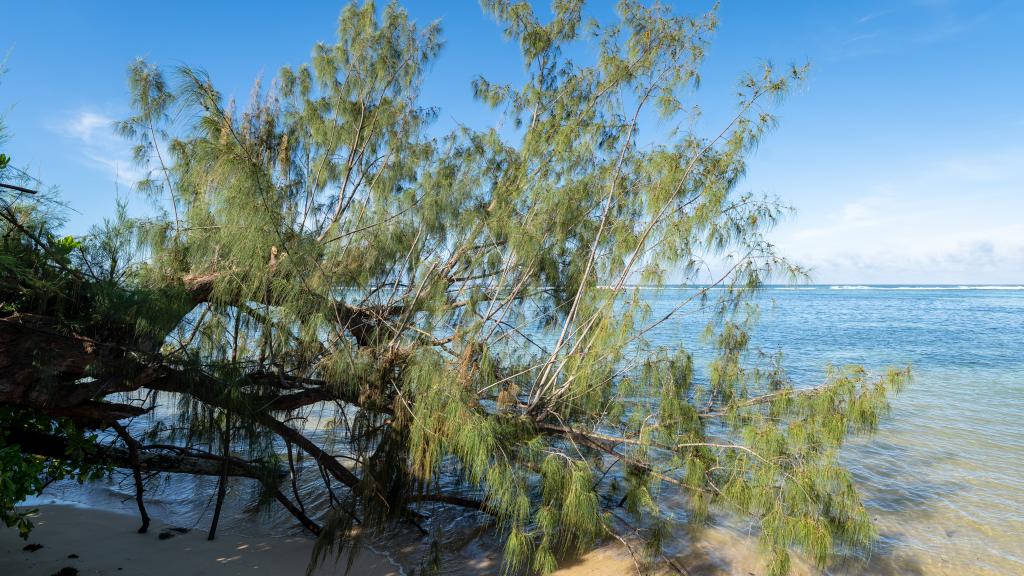 Foto 35: Julie's Holiday Home - Mahé (Seychelles)