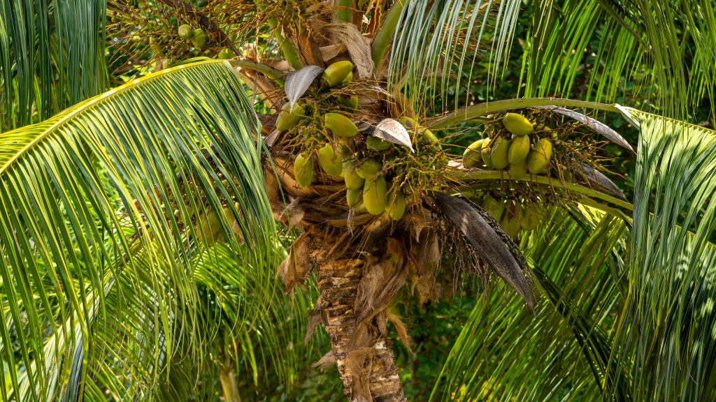 Foto 32: Moulin Kann Villas - Mahé (Seychelles)