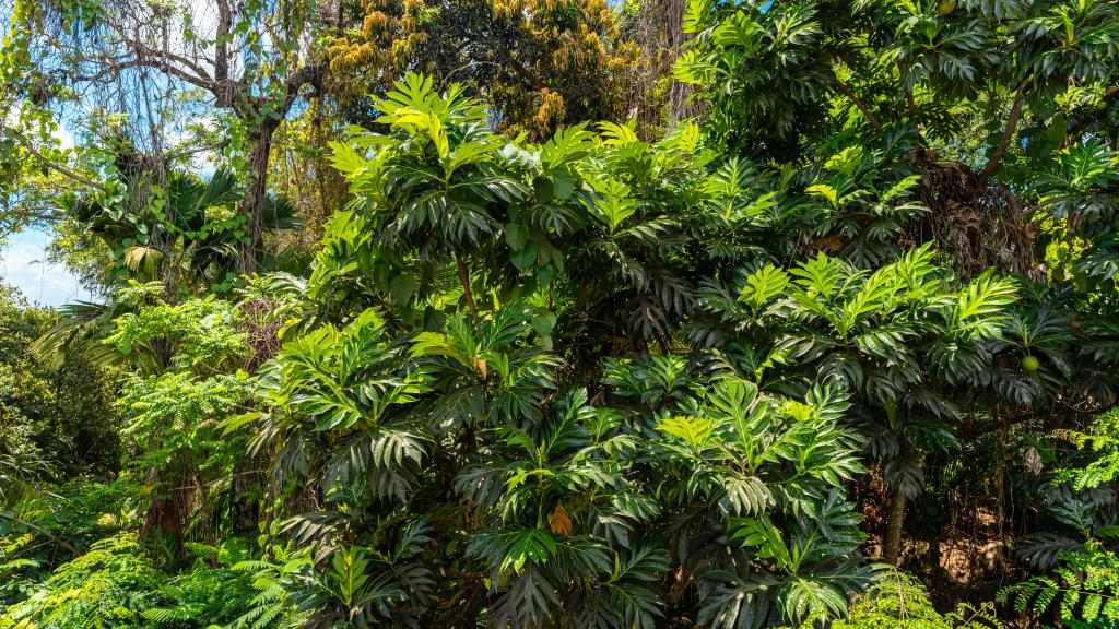 Foto 57: Moulin Kann Villas - Mahé (Seychelles)