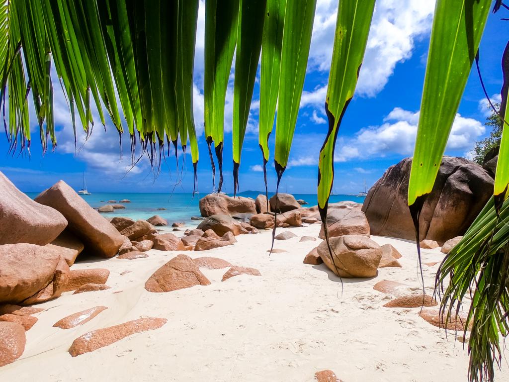 Dream Yacht Silhouette Dream Premium - Photo 5