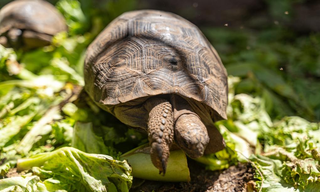 Cap-Sud Self Catering