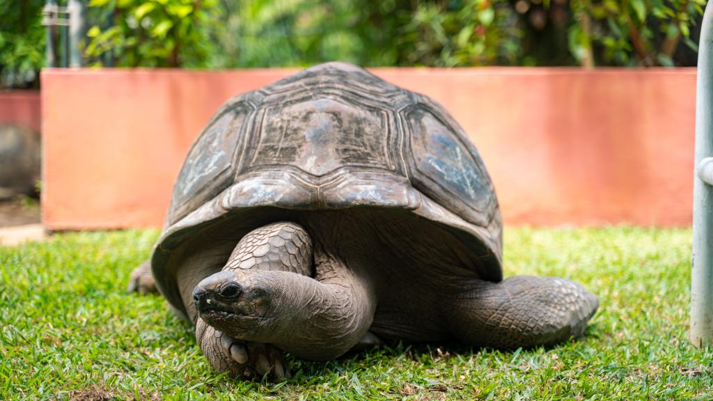 Photo 27: Cap-Sud Self Catering - Mahé (Seychelles)