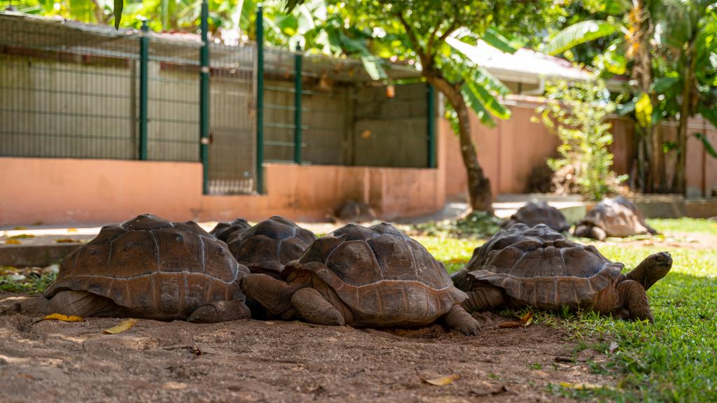 Photo 26: Cap-Sud Self Catering - Mahé (Seychelles)