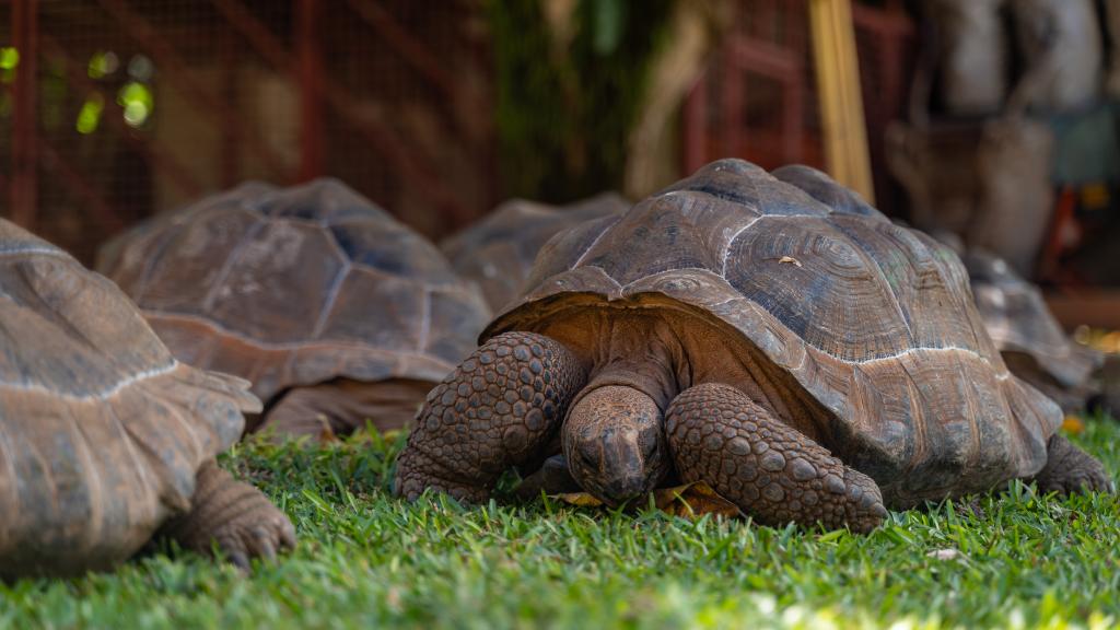 Photo 25: Cap-Sud Self Catering - Mahé (Seychelles)