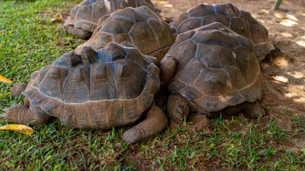 Photo 24: Cap-Sud Self Catering - Mahé (Seychelles)