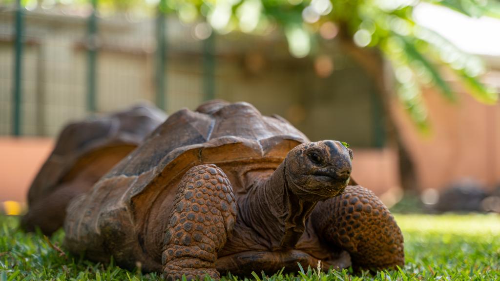 Photo 23: Cap-Sud Self Catering - Mahé (Seychelles)