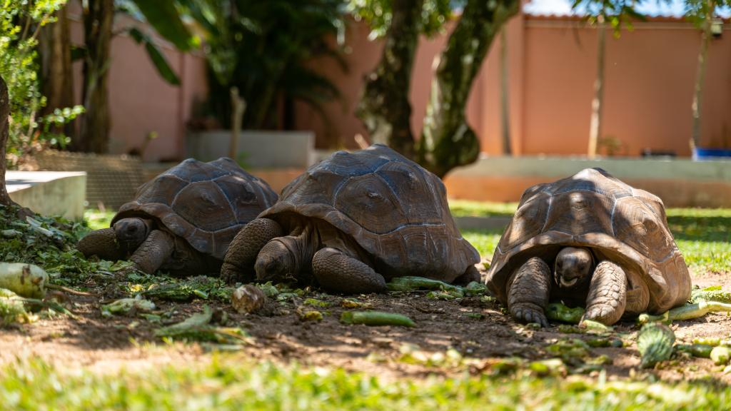Photo 22: Cap-Sud Self Catering - Mahé (Seychelles)