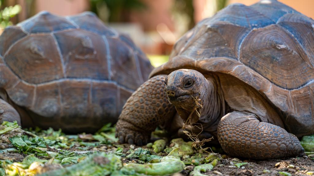 Photo 21: Cap-Sud Self Catering - Mahé (Seychelles)