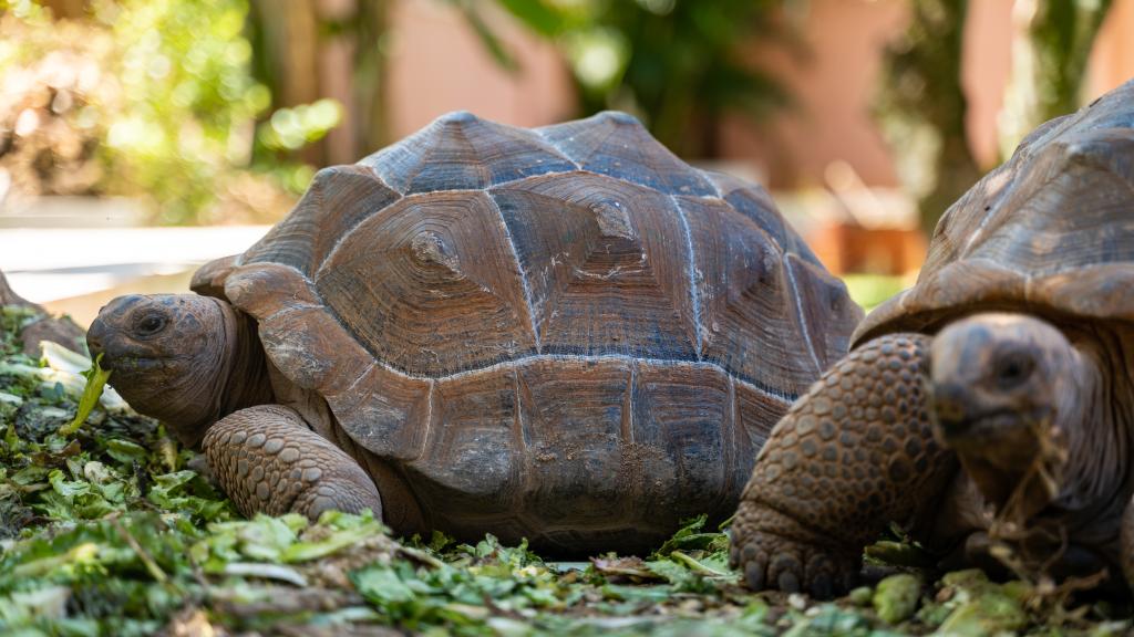 Photo 2: Cap-Sud Self Catering - Mahé (Seychelles)