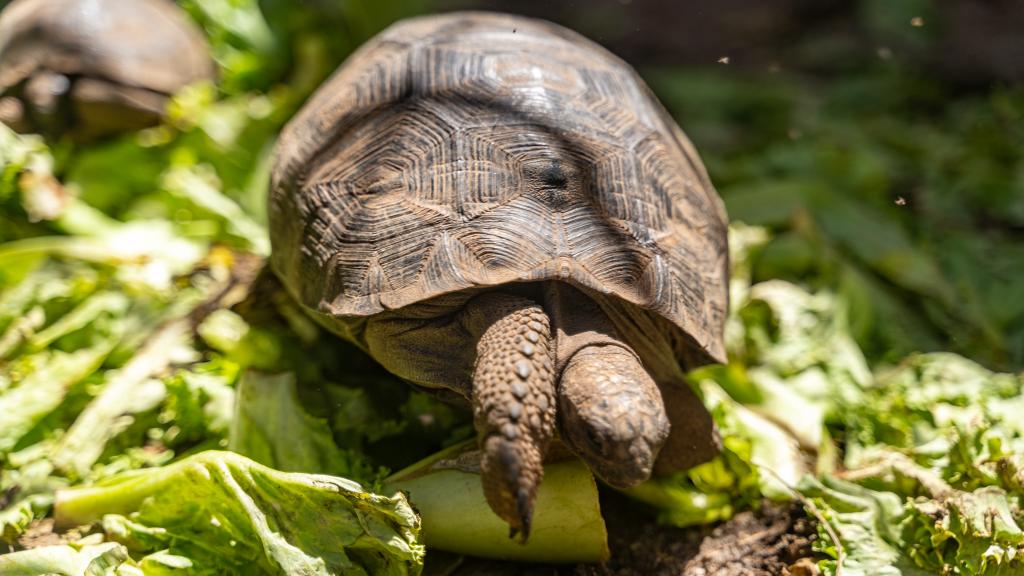 Photo 20: Cap-Sud Self Catering - Mahé (Seychelles)
