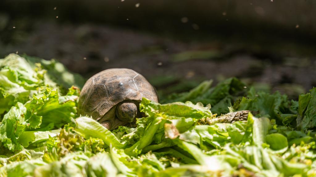 Photo 19: Cap-Sud Self Catering - Mahé (Seychelles)