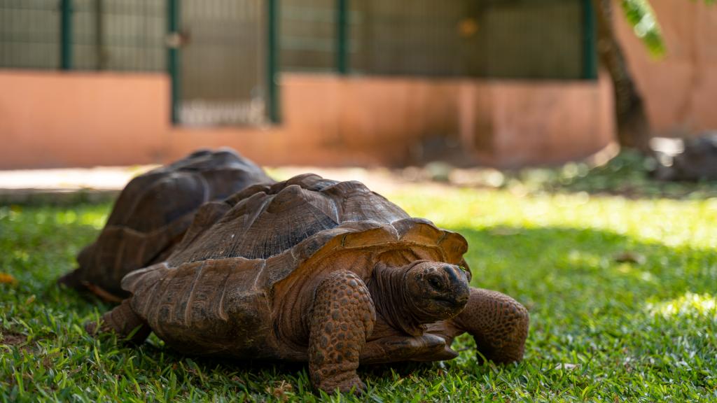 Foto 17: Cap-Sud Self Catering - Mahé (Seychelles)
