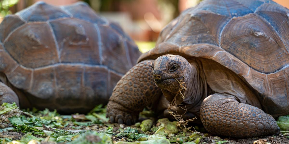 Cap-Sud Self Catering